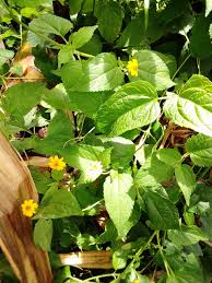 Image result for Aspilia pluriseta