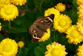 To attract mason bees and keep them happy, they need access to a nest, flowers for food, and a mud source. Chrysanthemums The Obsessed Gardener
