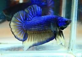 And i have failed with breeding them several times in the past. 100 Giant Bettas Ideas Betta Fish Pet Betta Fish