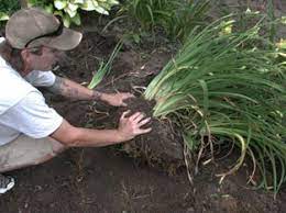 When you see the first green sprout, remove the baggie. Propagating Daylilies 2017