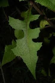 Image result for Lactuca ugandensis