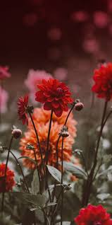 Wallpaper Iphone Wallpaper Fall Beautiful Flowers Wallpapers Watercolor Wallpaper Iphone