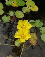 Image result for Nymphoides brevipedicellata