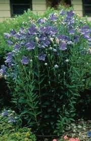 A classic and easy to grow wildflower mix! 27 Zone 5 Perennial Garden Ideas Perennial Garden Perennials Garden