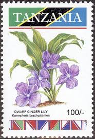 Image result for Siphonochilus brachystemon