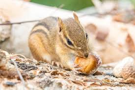 One of the most popular assertions, however, is that. How To Get Rid Of Chipmunks In The Garage Diy Remedies Bugwiz