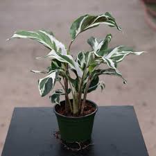 Image result for calathea