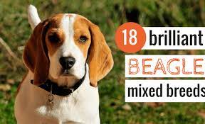 If you're yearning for a cute, small dog with large eyes, a beagle terrier mix may be about as close as you can get. 18 Awesome Beagle Mixes Hearty Healthy Mixed Breed Hounds