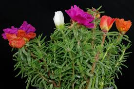 Image result for Portulaca
