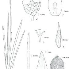 Image result for Xyris capensis