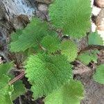 Image result for Obetia