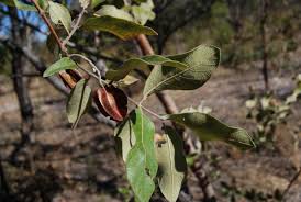 Image result for Combretum psidioides