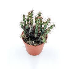 Image result for Euphorbia schinzii
