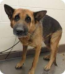 This listing of german shepherd rescue organizations is a compilation and accumulation of organizations. Urgent Kill Shelter German Shepherd For Adoption In Apple Valley California Cri Kee 161056 No German Shepherd Adoption Shepherd Puppies German Shepherd