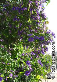Image result for Solanum tettense