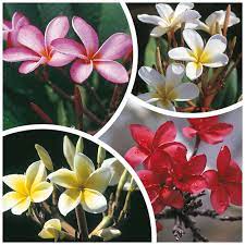 Hawaiian leis wedding flowers exotic hawaii lei gifts from hawaii hawaiian flowers flower delivery wedding lei orchid plants fresh flowers hawaiian leis. Hawaiian Plumeria Cuttings Plants For Sale From The Source Best Hawaiian Plants From Kanoa Hawaii