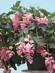 Le schede di piante da interno più interessanti che producono dei bellissimi fiori rossi: Medinilla Magnifica Does Well As An Outdoor Container Plant But Take Care To Not Keep The Roots Constantly Wet Piante Di Casa Fiori Insoliti Piante Da Interno
