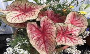 Southern Charm Caladiums Caladium Southern Charm Charmed