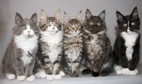 What Are The Most Common Colors Of Maine Coon Cat Mainecoon