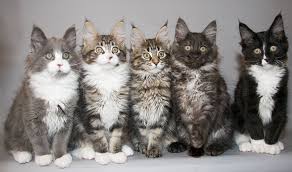 what are the most common colors of maine coon cat mainecoon