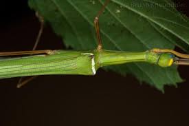 Image result for Dasylepis racemosa