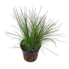 Image result for Eleocharis retroflexa