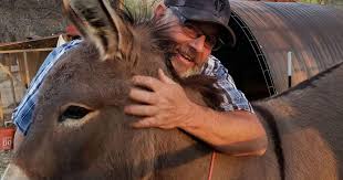 A pet donkey disappeared in California five years ago. He's been spotted  living with a herd of wild elk | | kxly.com