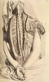 Ultra Realism In Anatomical Illustration 18th Century Anatomy Art Medical Illustration Scientific Illustration