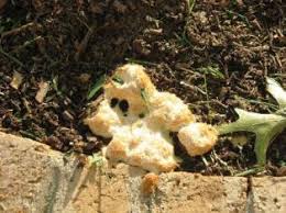 Yellow slime mold on mulch (provided by dr. Dirt Doctor Library Topics