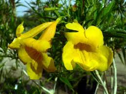 Maybe you would like to learn more about one of these? In Bloom Tohono Chul Tucson Az