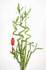 How Do I Care For My Indoor Bamboo Plant That Grows In Pebbles Lucky Bamboo Plants Indoor Bamboo Plant Bamboo House Plant