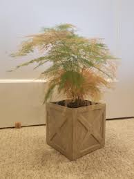 We did not find results for: My Asparagus Fern Was Not Properly Cared For While I Was On Vacation This Summer I Think It Was Underwatered And Sunburned Tips To Getting It Back To Its Former Green