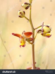 Image result for Eulophia tuberculata