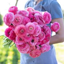 Image result for Ranunculus raeae