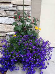 Lobelia With Fuchsia And Marigolds Container Gardening Plants Backyard