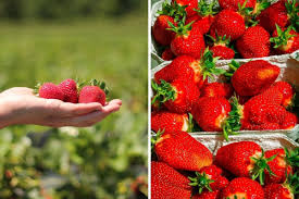 Five Places To Pick Your Own Strawberries In Herts Watford Observer