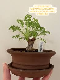 Image result for Pelargonium apetalum