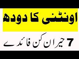 Camel milk has supported bedouin, nomad and pastoral cultures since the domestication of camels millennia ago. Camel Milk Benefits In Urdu Oontni Ka Doodh Faide In Urdu Youtube