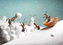 Terminix provides quick local ant extermination & control. Where Do Ants Go In The Winter Accurate Pest Control Ny