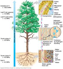 Cell wall is present only in plant cells. Xylem Transport Grade 9 Understanding For Igcse Biology 2 54 2 55b 2 56b Pmg Biology