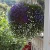 Stand the hanging basket on a wide, short pot to keep it stable. 3