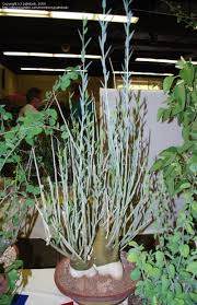 Image result for Adenia dolichosiphon