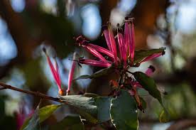 Image result for Tapinanthus oleifolius