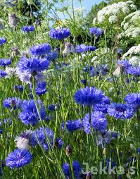 Image result for Centaurea praecox