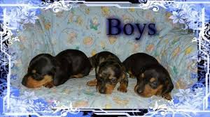 Miniature dachshund, michigan » west branch their long elongated body, short legs, powerful paws and wondeful floppy ears make the one of the easiest breeds. Dachshund Puppies For Sale In Saginaw Michigan Classified Americanlisted Com