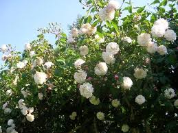 Now $26 (was $̶3̶5̶) on tripadvisor: Kletterrosen Wie Lange Brauchen Sie Um Ein Rosenbogen Zu Uberwuchern Garten Rosen