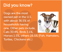 You can use this swimming information to make your own swimming trivia questions. 5 Facts About Dogs Online Shopping