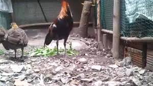 Sabung ayam sv388 adalah permainan sabung ayam dari seluruh asia dan di siarkan secara online. Original Vietnam Pikat Ayam Hutan Tegar