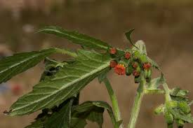 Image result for Crassocephalum crepidioides