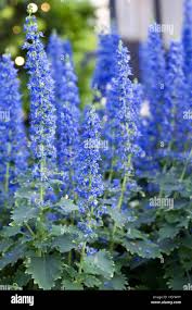 Image result for Coleus thyrsoideus